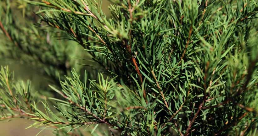 Where Does Tea Tree Oil Come From